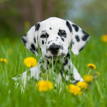 Futter für Dalmatiner Futter für Dalmatiner