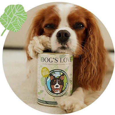 El perro ha puesto la cabeza y una pata sobre una lata de DOG'S LOVE Insect Chicken