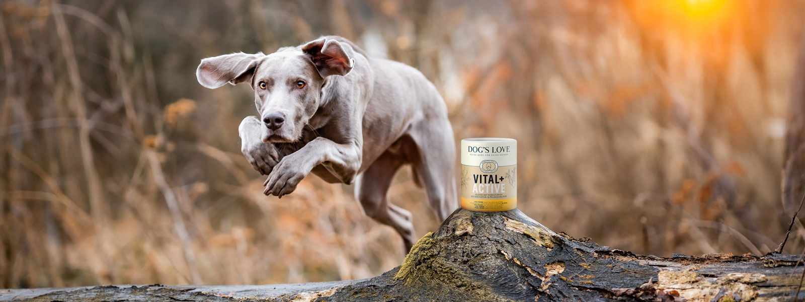 Un chien qui saute par-dessus un tronc de bois sur lequel se trouve une boîte de poudre DOG'S LOVE Vital