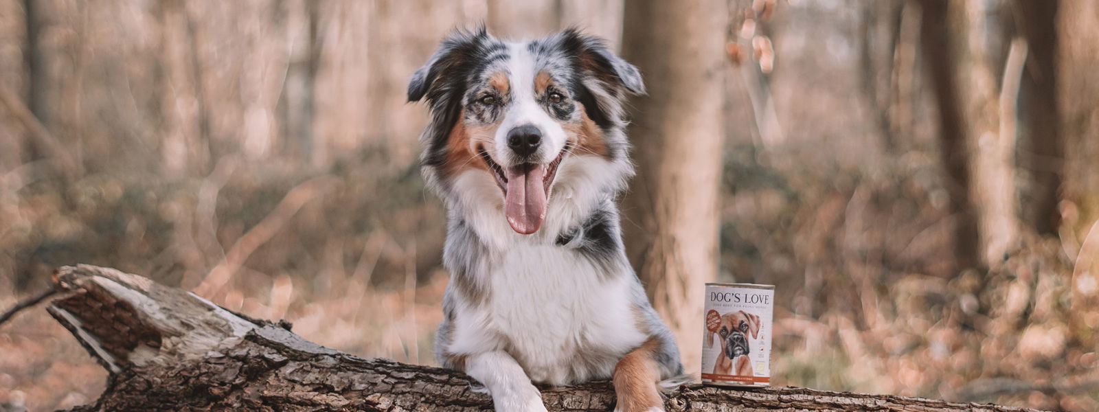 Un chien qui laisse pendre ses pattes sur un arbre tombé et à côté duquel se trouve une boîte de nourriture bio DOG'S LOVE.