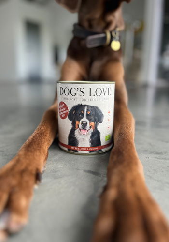 Un chien est allongé sur le sol, on ne voit que ses pattes avant et son torse, et entre ses pattes se trouve une canette bio DOG'S LOVE