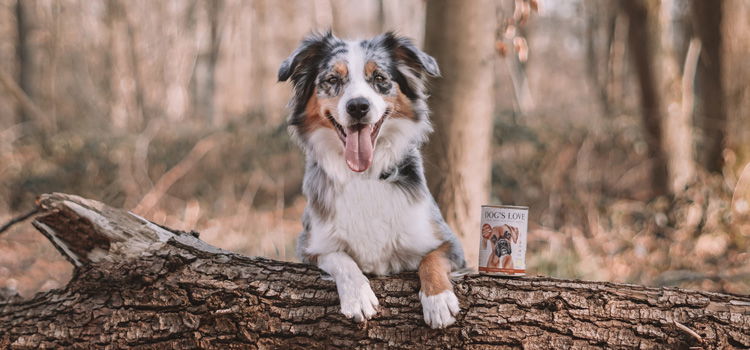 Un chien qui laisse pendre ses pattes sur un arbre tombé et à côté duquel se trouve une boîte de nourriture bio DOG'S LOVE.