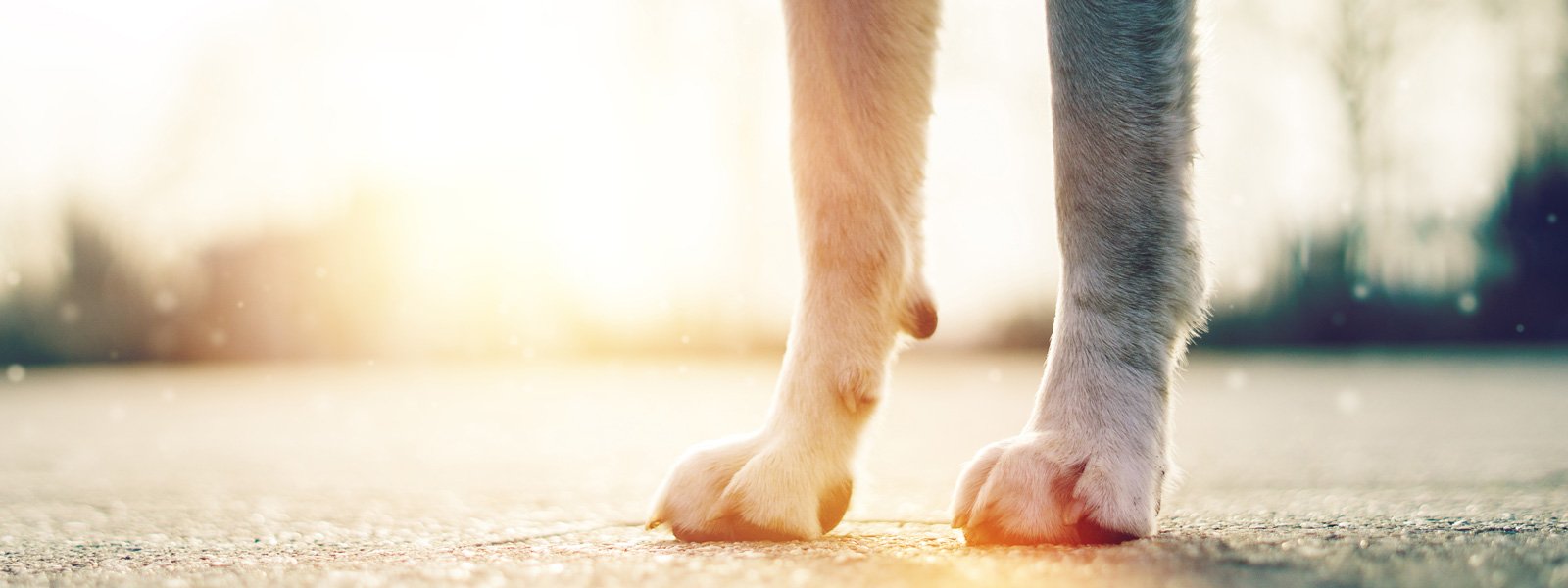 Des pattes de chien posées sur l'asphalte et le soleil en arrière-plan