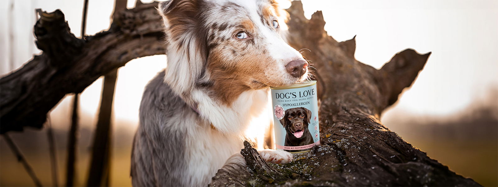 chien et bo&icirc;te d'aliments pour chiens contenant de la viande de cheval