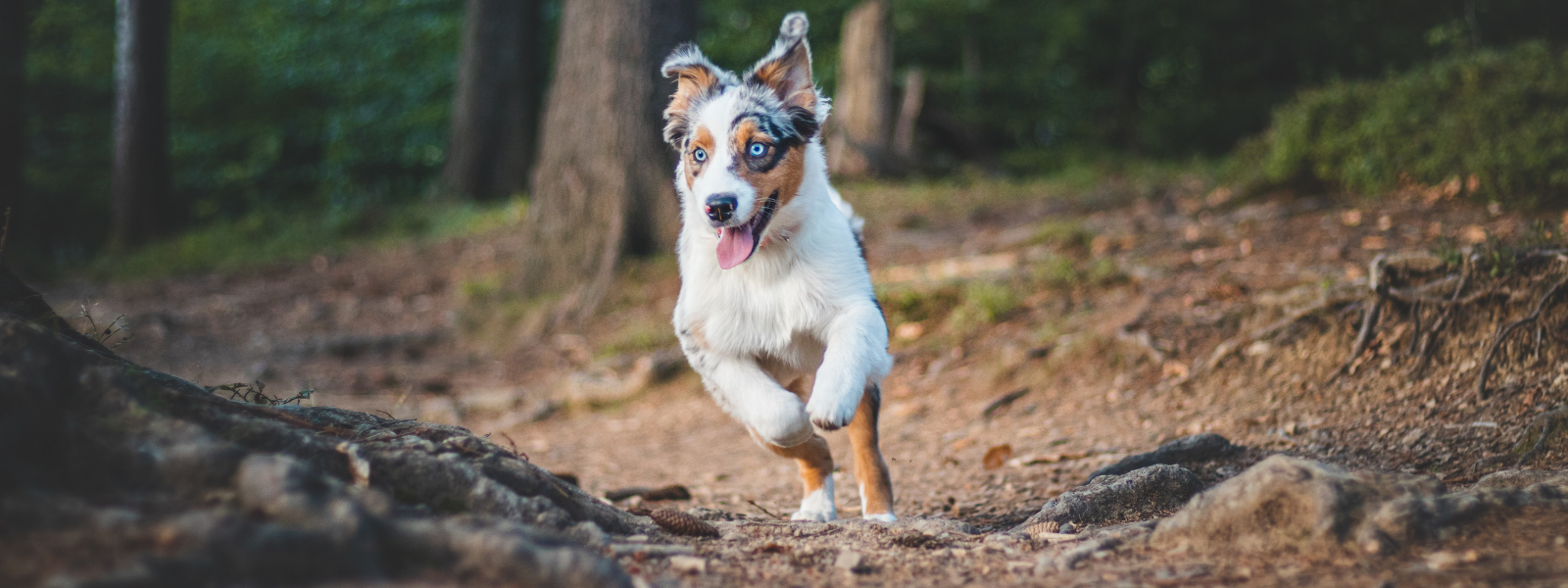 Le chien court à travers la forêt