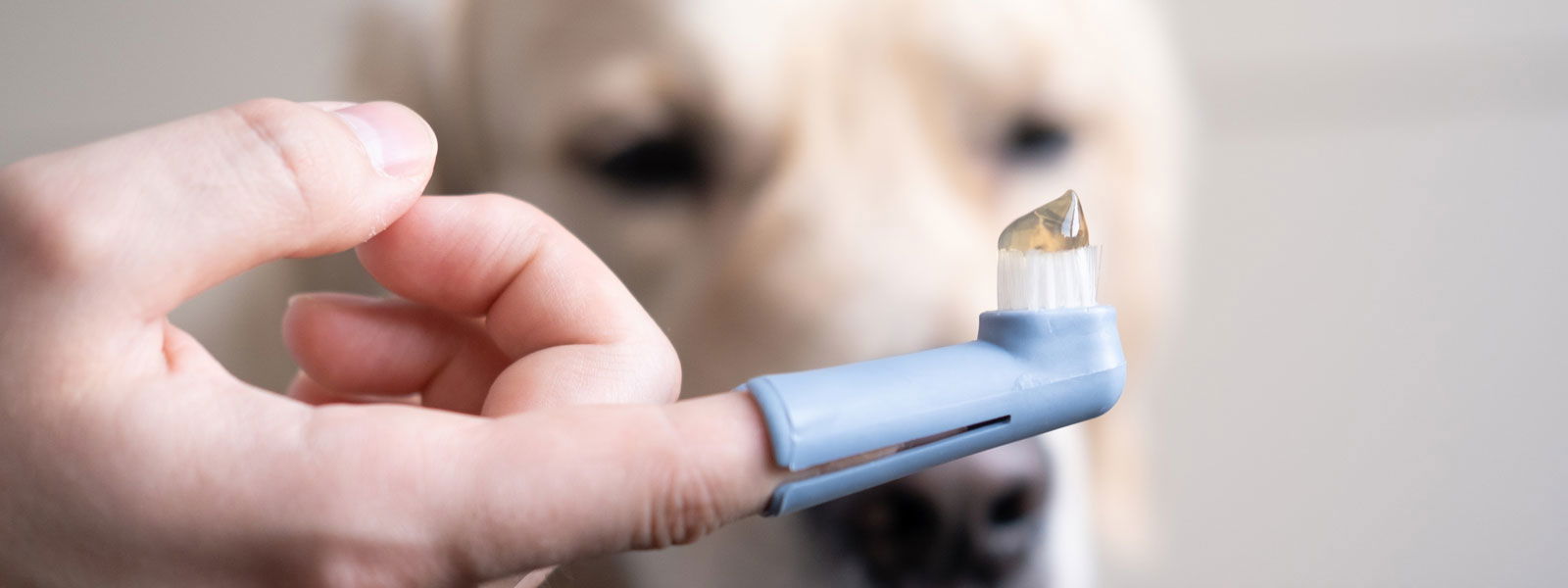 Une main avec une brosse à dents sur l'index et un chien en arrière-plan.