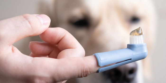 Une main avec une brosse à dents sur l'index et un chien en arrière-plan.