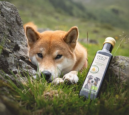 Öl für Hunde und ein Hund liegen auf einer Gras Wiese
